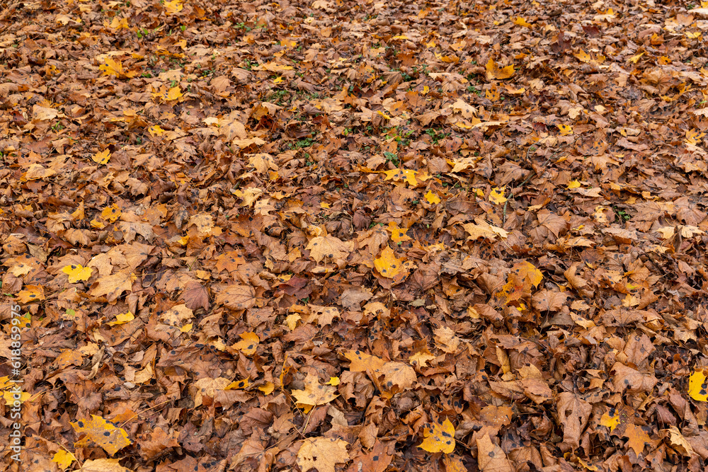Autumn foliage on trees in Europe Autumn foliage on trees in Europe