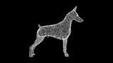 3D dog Doberman on black background. Object made of shimmering particles. Pets care concept. For title, text, presentation. 3d animation.
