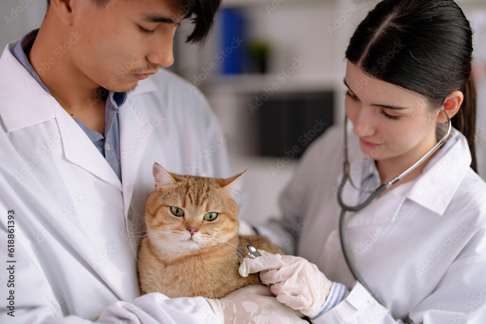 Veterinarian examines the cute cat and gives him an annual vaccination. Veterinarian examines the cute cat and gives him an annual vaccination.