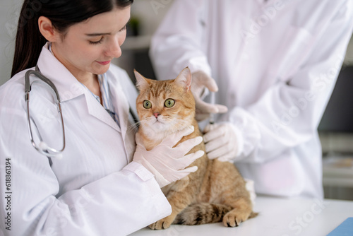 Fototapeta Naklejka Na Ścianę i Meble -  Veterinarian examines the cute cat and gives him an annual vaccination.
