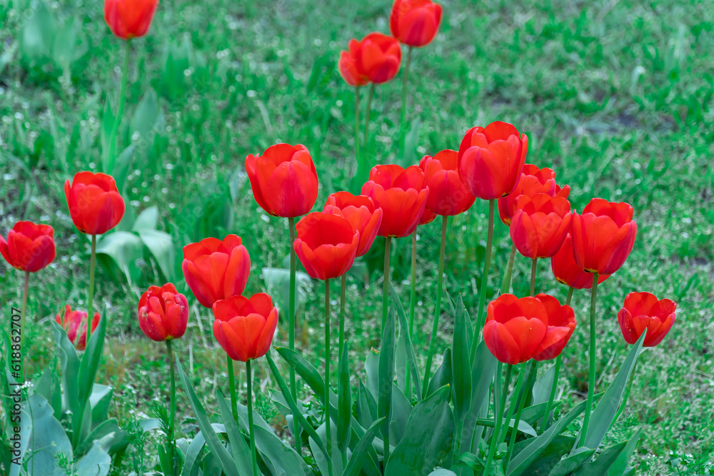 Fototapeta premium Red tulips blossom in city close-up. Bulbous ornamental plant plants of liliaceae family grow on flowerbed. Floral petals bloom on foliage background. Flower carpet from buds tulips. Ornamental garden