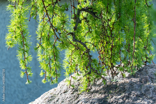 Coniferous tree of stiff weeping japanese larch in spring park. Deciduous larix kaempferi with falling branches and soft green needles. Modrina finely-scaly of pine family. Landscape and garden design photo