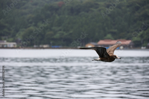seagull on the water