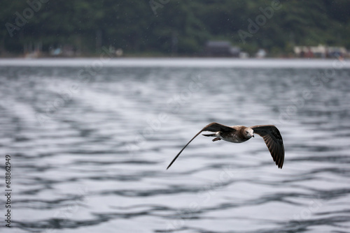 flying seagull in rain