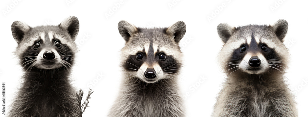 Portrait of Raccoon isolated. Illustration AI Generative. Portrait of Raccoon isolated. Illustration AI Generative.