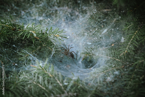 Macro shot os a spider near its nest and big spider net on a coniferous bush in the garden.