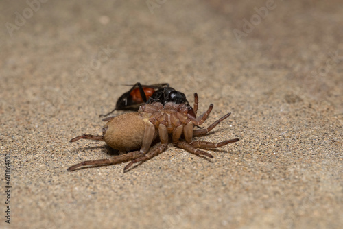 the wasp rider, Parasitica attacks the wolf spider Trochosa ruricola, an attack by the predatory harmful wasp of a dangerous spider in order to lay its eggs. photo