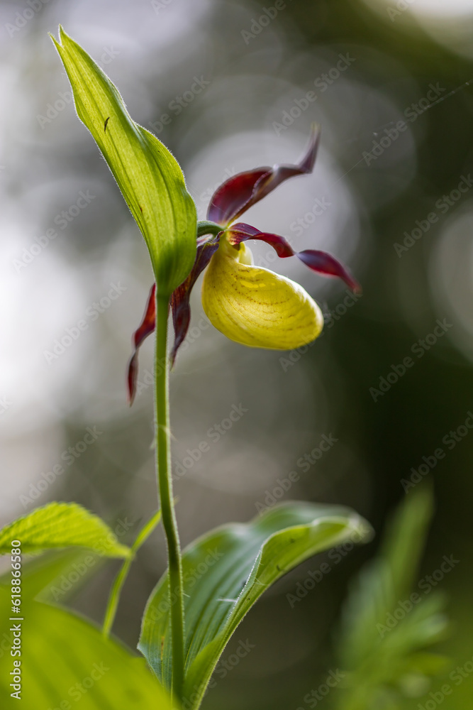 Obraz premium Cypripedium calceolus - orchid beautiful yellow flower in green grass. Wild plant. Beautiful bokeh.