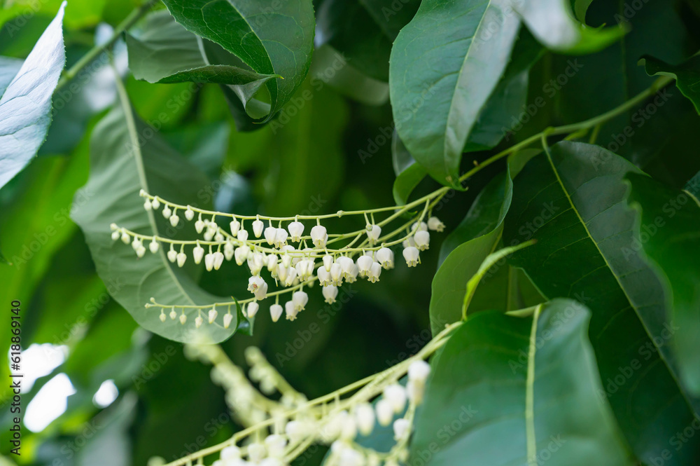 Obraz premium スズランノキ