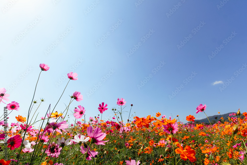 The cosmos flower background in the garden is planted as an ornamental plant for those who like to take pictures with cosmos flowers to take a memorial photo in the vast field of cosmos flowers. The cosmos flower background in the garden is planted as an ornamental plant for those who like to take pictures with cosmos flowers to take a memorial photo in the vast field of cosmos flowers.