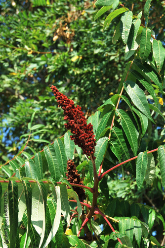 A branch of red staghorn sumac berries, Rhus typhina plant photo