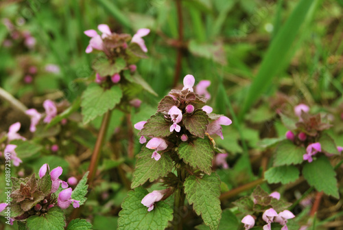 Wallpaper Mural A bush of Lamium Maculatum flowers in the garden Torontodigital.ca
