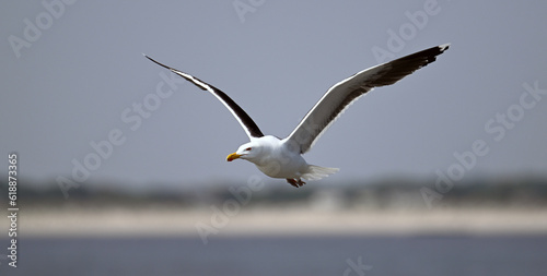 Great Backed Gull soaring over the water