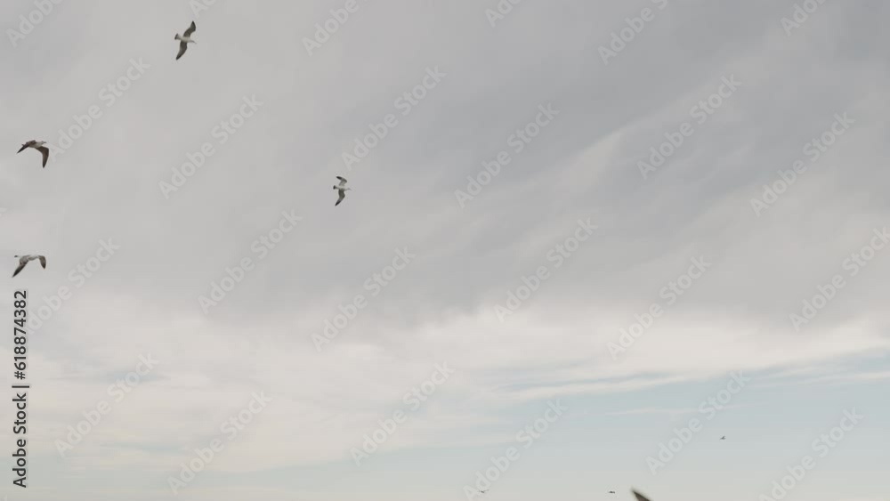 Slow motion seagulls flying on a windy day against cloudy sky Slow motion seagulls flying on a windy day against cloudy sky
