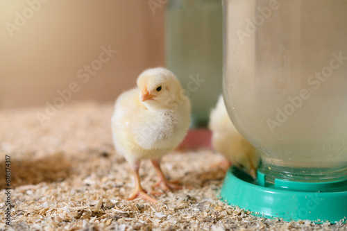 Adorable yellow chick by the chick drinker