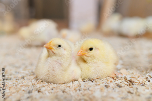 Billede på lærred Two adorable yellow chicks cuddling together