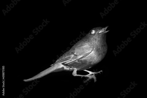 Nightingale nightingale. Philomela on black background photo