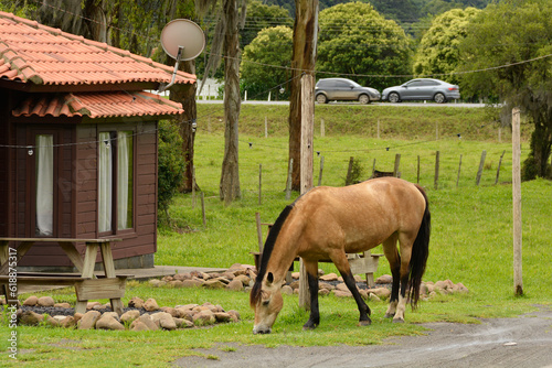 Cavalo em meio a casa de sitio fazenda 