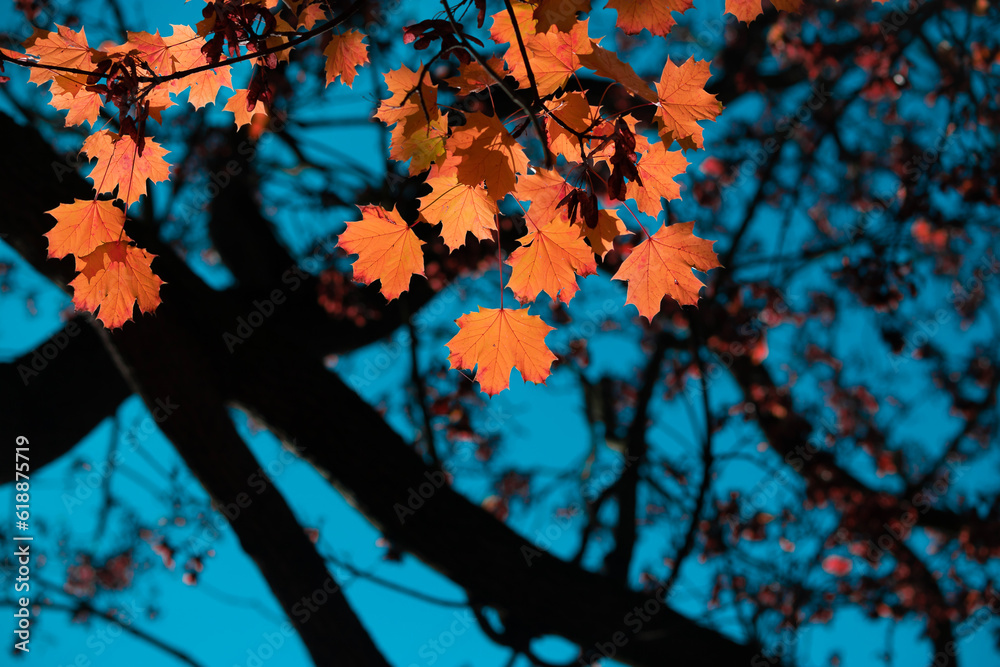 Autumn leaf. Yellow autumn leaves and black trunks against a blue sky. Autumn leaf. Yellow autumn leaves and black trunks against a blue sky.