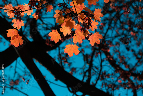 Autumn leaf. Yellow autumn leaves and black trunks against a blue sky.