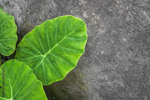 Large green taro leaves with rough gray cement walls background. Empty blank copy text space. photo