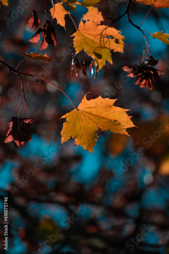 Yellow autumn leaves and black trunks against a blue sky.