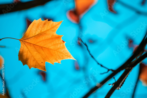 Yellow autumn leaves and black trunks against a blue sky.