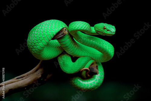 green snake on a black background