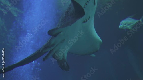 Taeniura meyeni Black-blotched Fantail Ray Round Ribbontail Ray, a Species of Stingray photo