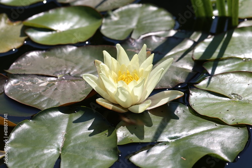 A beautiful water lily flower that hovers over the water photo