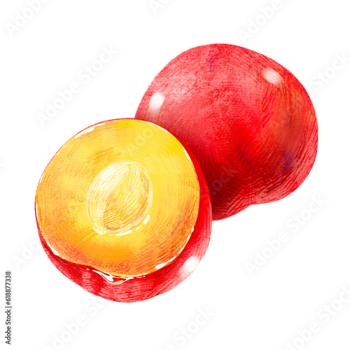 手描きフルーツ イラスト すもも(スモモ、李)半分 種あり セット