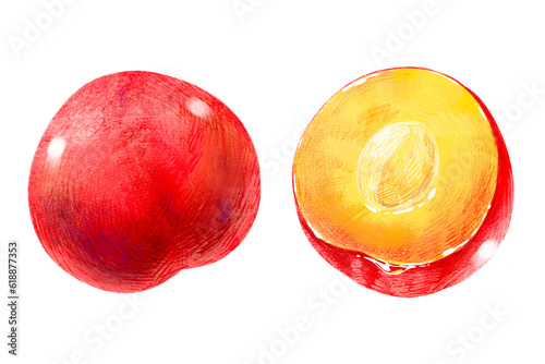 手描きフルーツ イラスト すもも(スモモ、李)半分 種あり 2点セット