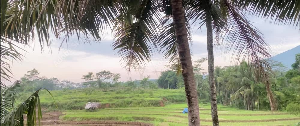 coconut trees planted and growing on the outskirts of the rice fields coconut trees planted and growing on the outskirts of the rice fields