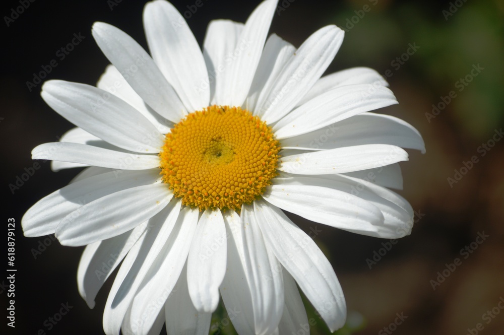 daisy flower close up daisy flower close up