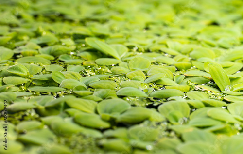 Aquarium water lettuce plant in the hobby fish tank water surface macro close up with shallow depth of field. Green duckweed floating on the water healthy ecosystem environment. 
