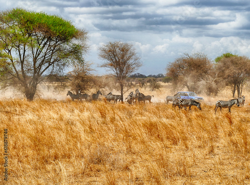 Burchell's Zebra,.  Tarangire National Park, Tanzania photo