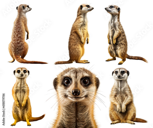 meerkat, many angles and view portrait side back head shot isolated on transparent background cutout, PNG file