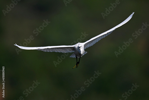 Little egret // Seidenreiher (Egretta garzetta) - Lake Kerkini, Greece photo