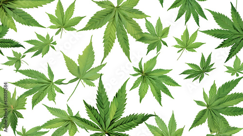 Cannabis hemp leaves transparent png