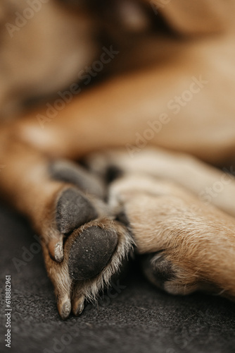 close up of red dog paws (selective focus)