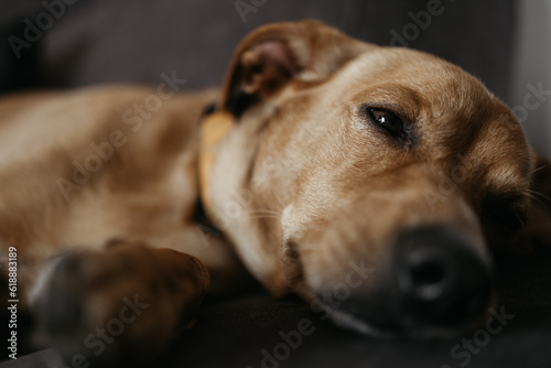 red-haired dog lying and resting on the sofa at home in the daytime (selective focus) © Jakub