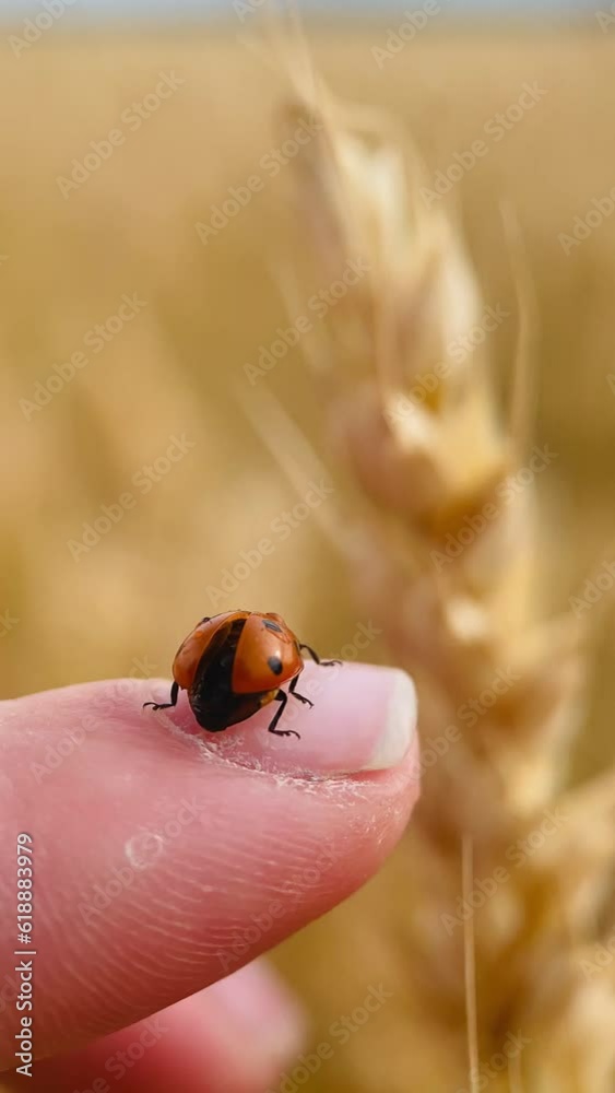 red ladybug crawls on a finger and flies away, insect close up, macro red ladybug crawls on a finger and flies away, insect close up, macro
