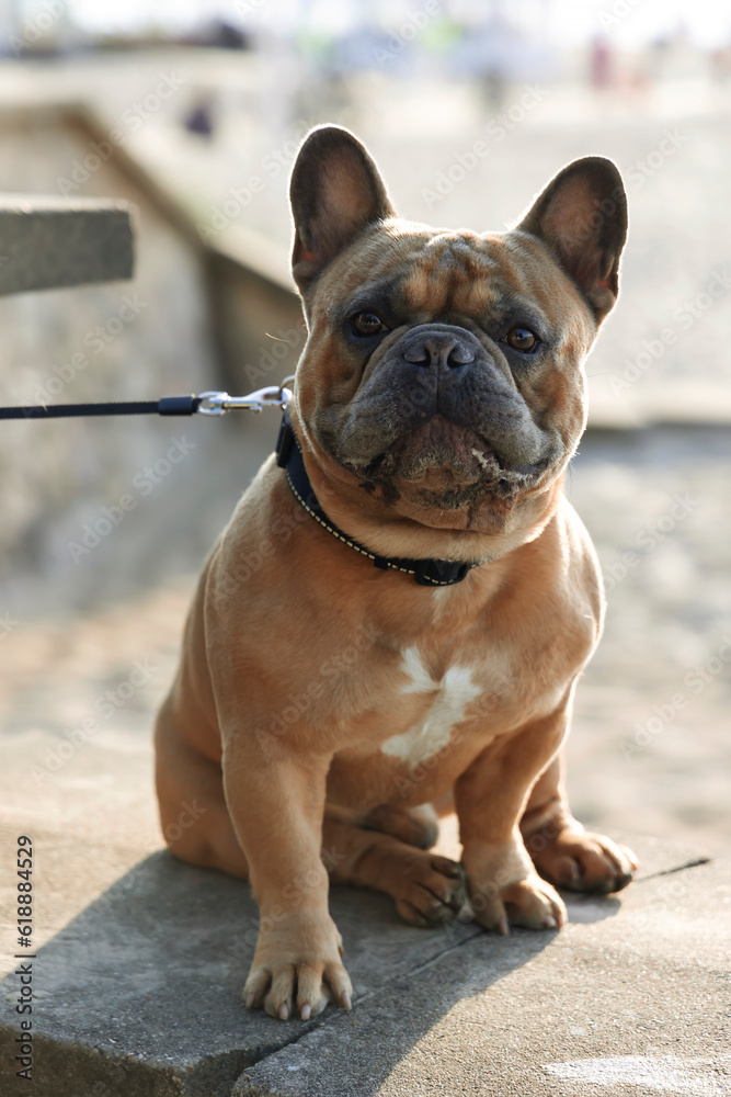 Young French Bulldog on a leash close-up on blurred background