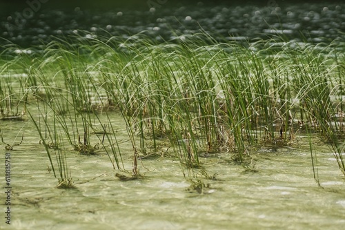 Seegras im Bergsee