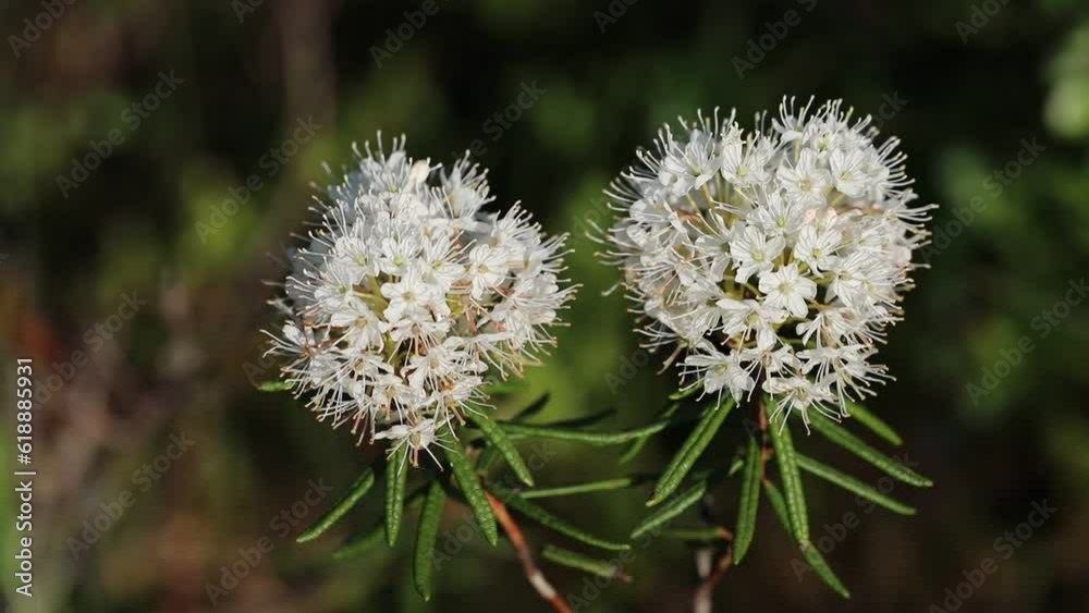 Ledum palustre. Two white swamp ledum flowers in summer in the Arctic Ledum palustre. Two white swamp ledum flowers in summer in the Arctic