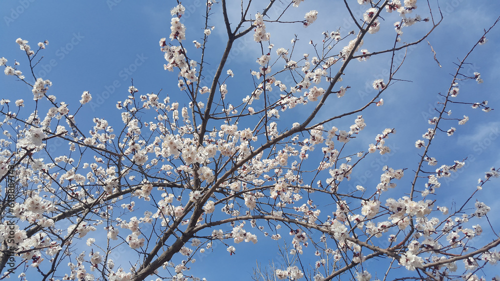 Spring blooming tree