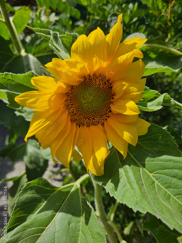Obraz premium Beautiful sunflower with green leaves