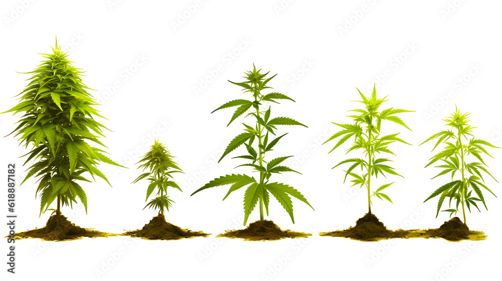 Fototapeta premium Cannabis hemp plant transparent png
