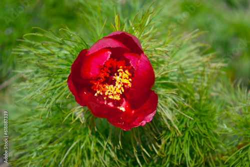 Mountain peony close-up on a green background.