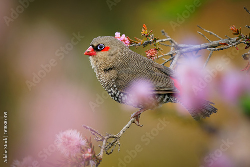 Canvas Print Red-eared Firetail - Stagonopleura oculata also Boorin, finch-like bird of coast